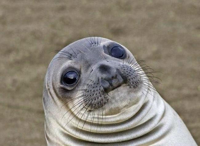 Awkward Moment Seal Meme Generator