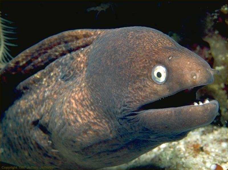 Bad Joke Eel Meme Generator