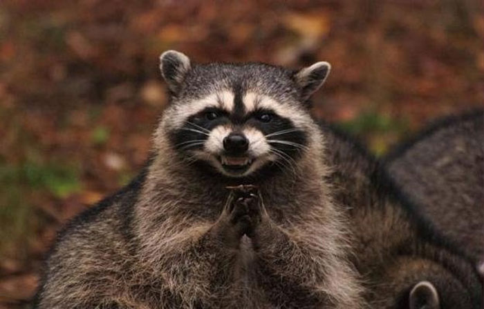 Evil Plotting Racoon Meme Generator