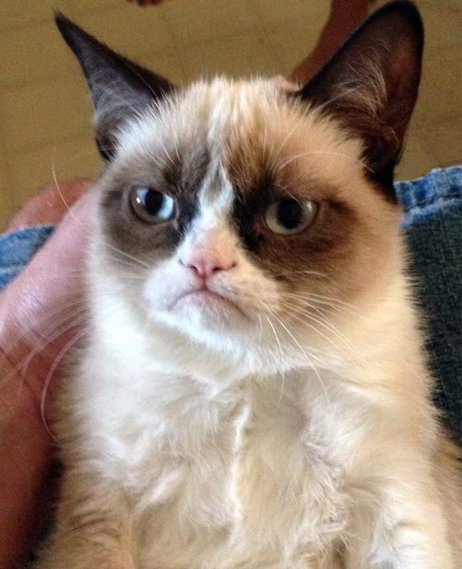 Grumpy Cat Meme Generator