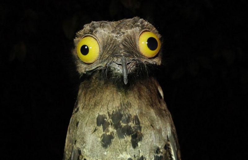 Peculiar Potoo Meme Generator