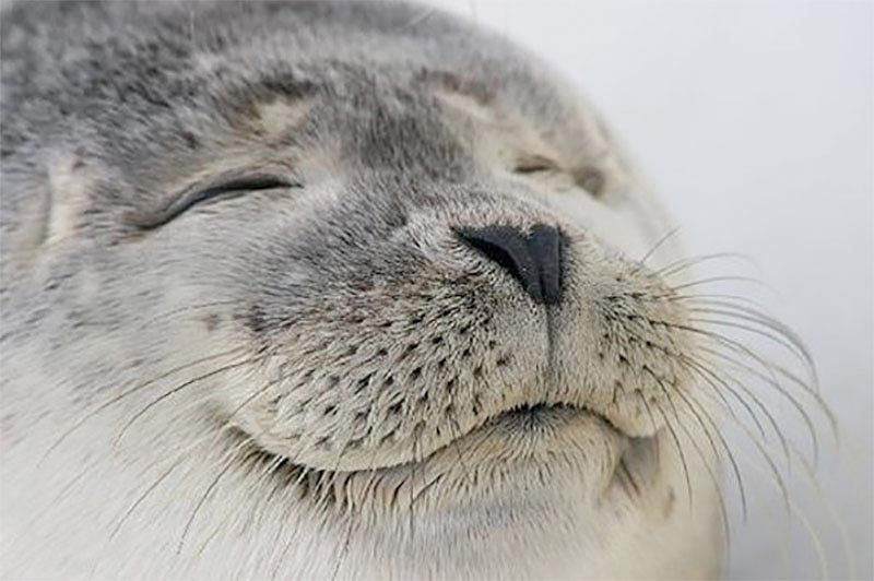 Satisfied Seal Meme Generator