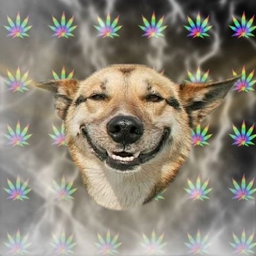 Stoner Dog Meme Generator