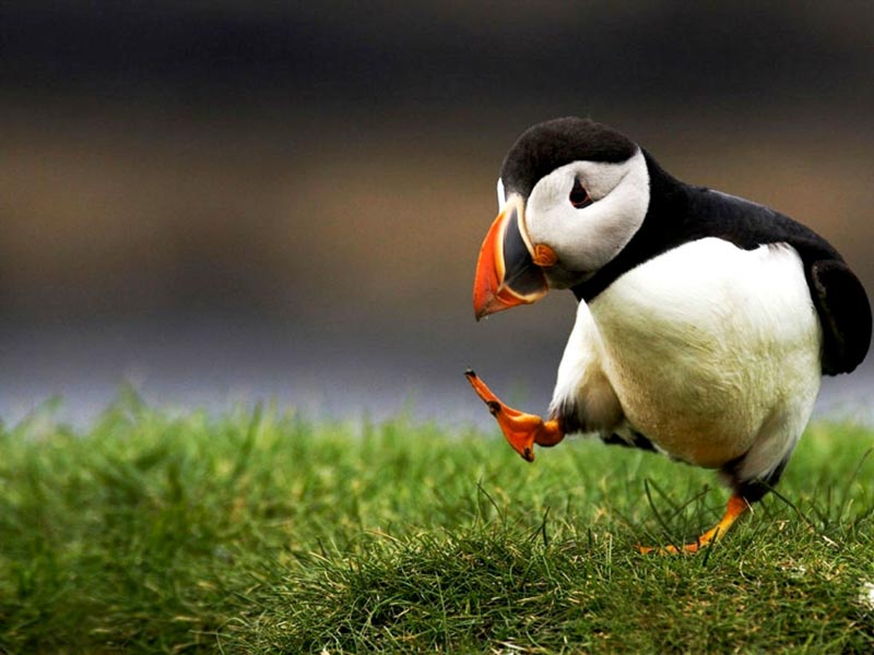 Unpopular Opinion Puffin Meme Generator